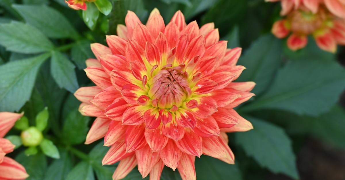 Achieving Naturalistic Beauty with Asymmetrical Design in Gardens