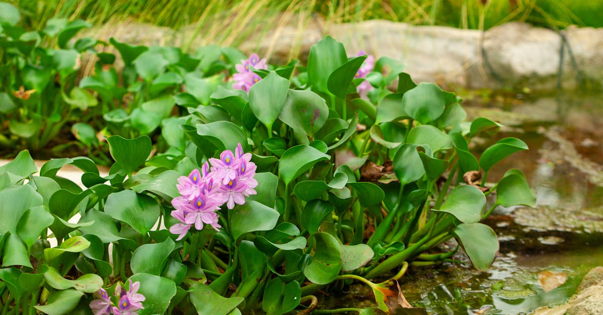 Achieving Symmetrical Balance in Landscape Architecture