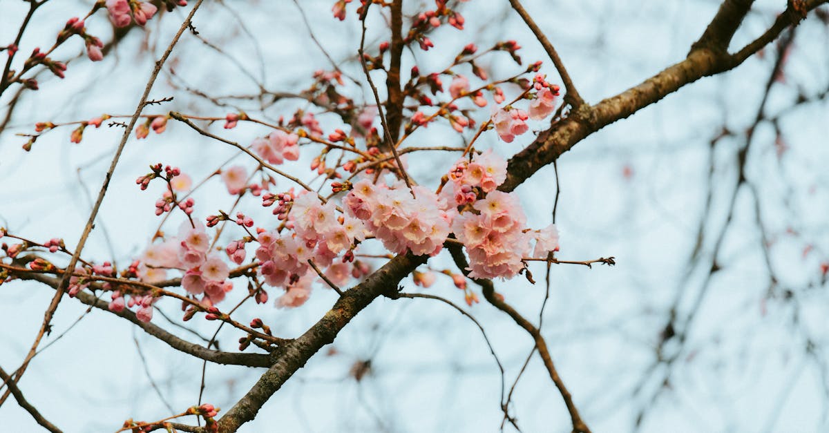 Balancing Colour and Texture for a Cohesive Garden Design