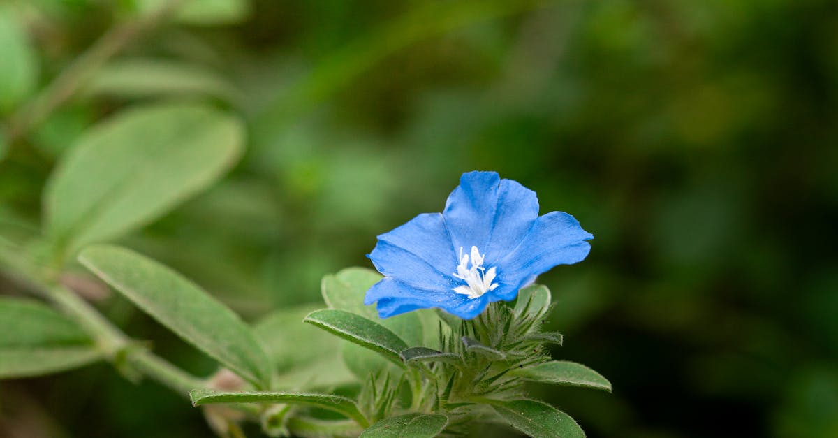 Creating Harmony through Radial Balance in Landscaping