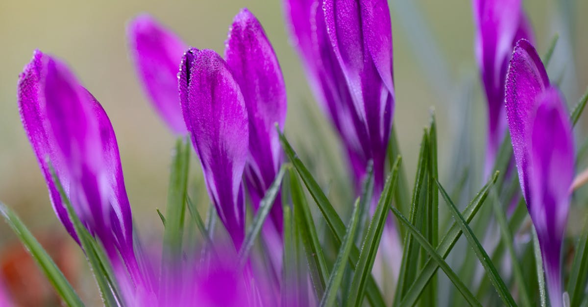 Creating Pathways for Informal Balance in Landscape Gardening