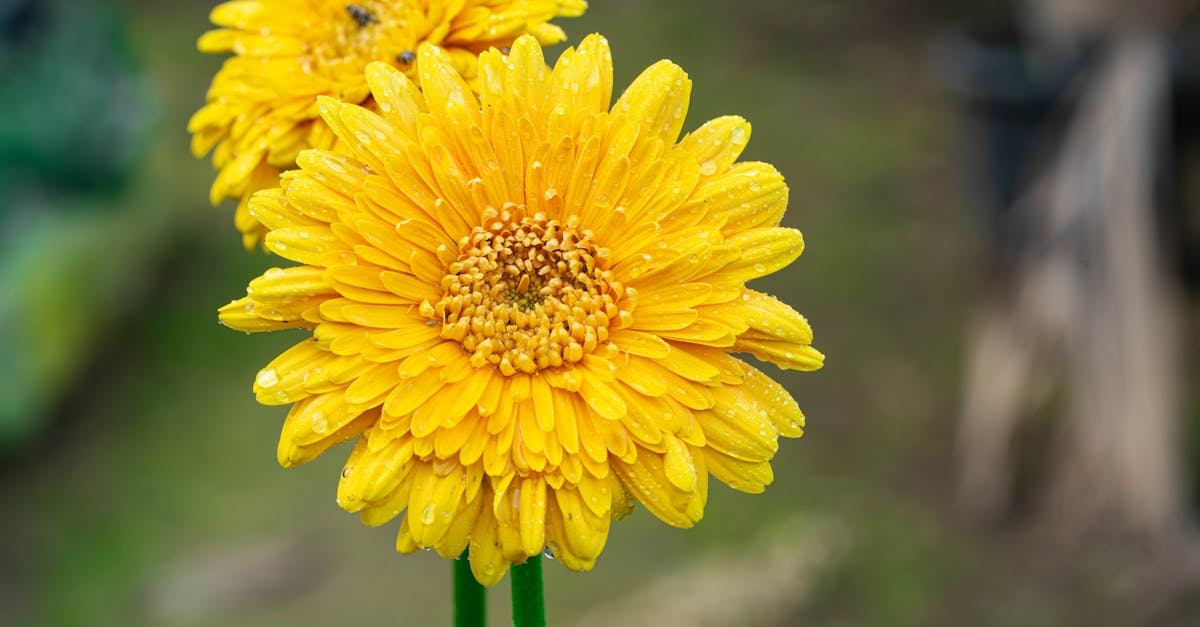 Creating Seamless Flow in Garden Design