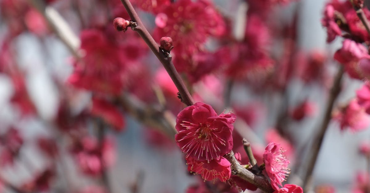 Creating Texture in Garden Design