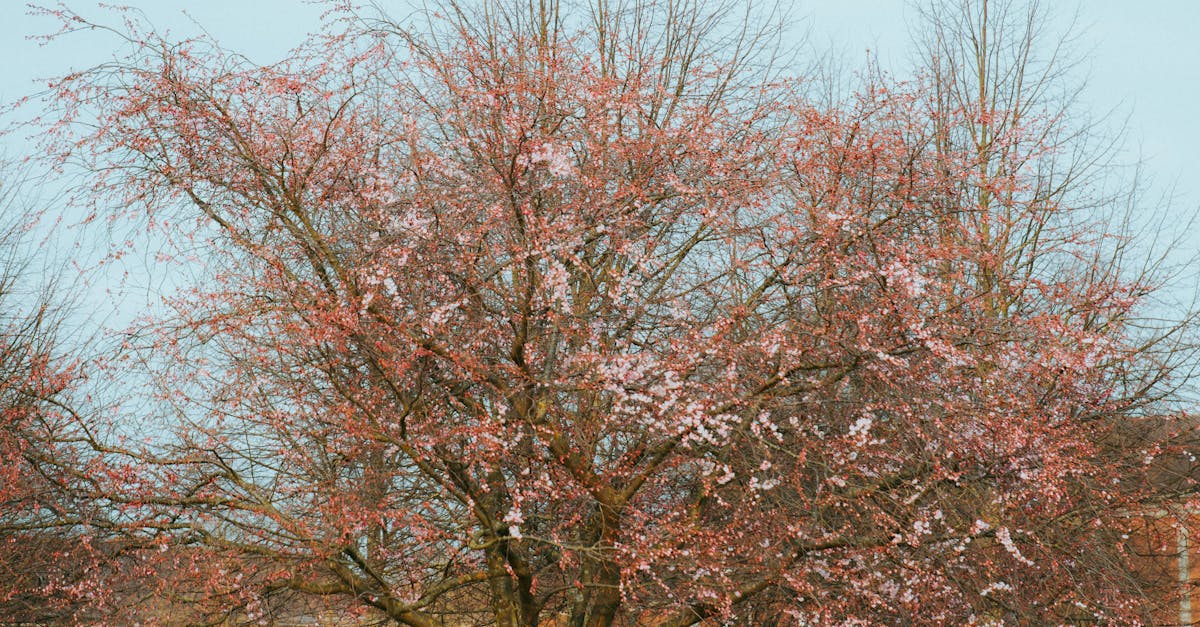 Effective Use of Asymmetrical Balance in Landscape Gardening