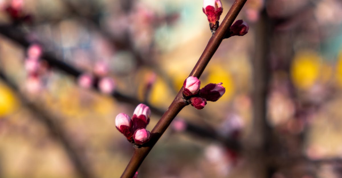 Enhancing Aesthetics Through Asymmetrical Design in Landscaping