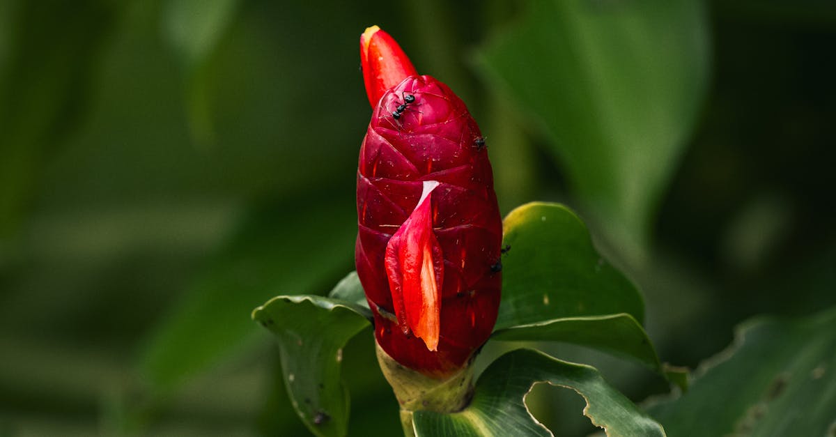 Enhancing Flow between Different Garden Areas