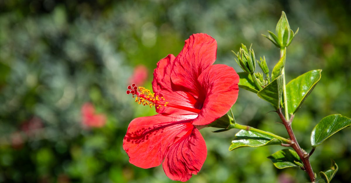 Enhancing Garden Unity through Rhythmic Design