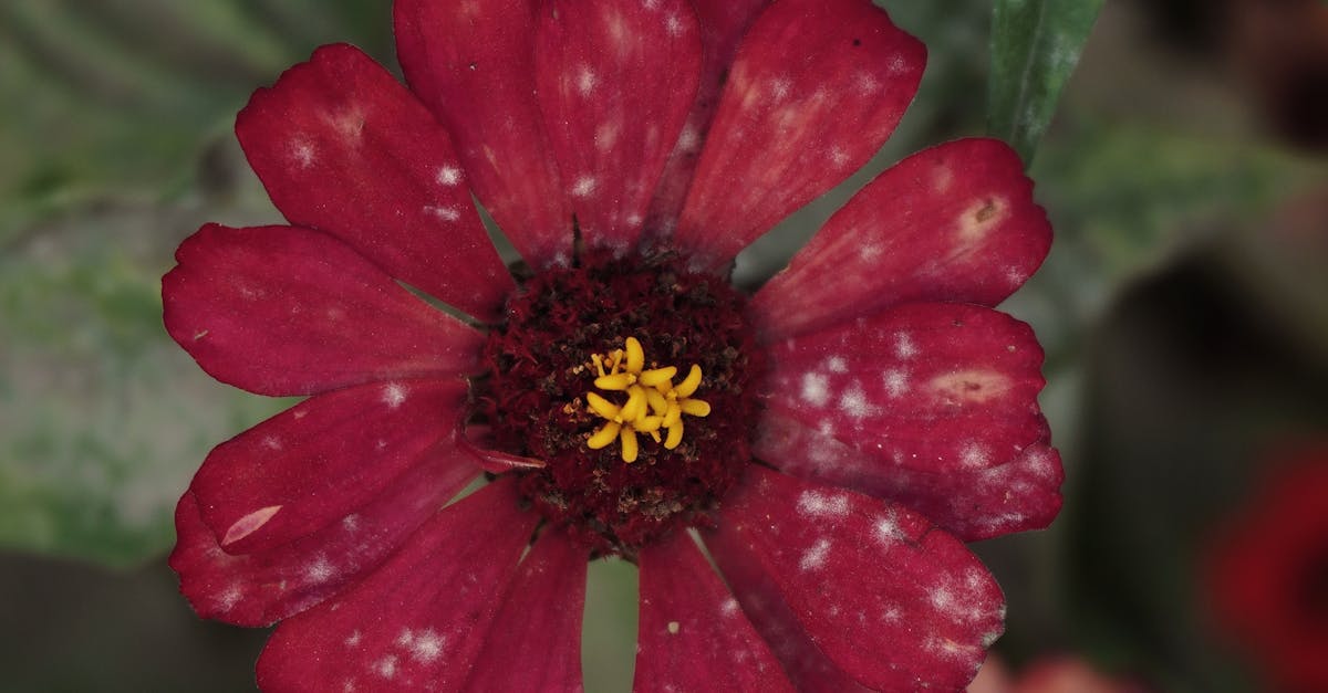 Enhancing Movement and Continuity in Garden Layouts