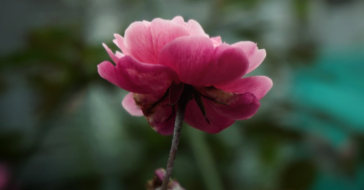 Exploring the Impact of Radial Balance on Garden Visuals