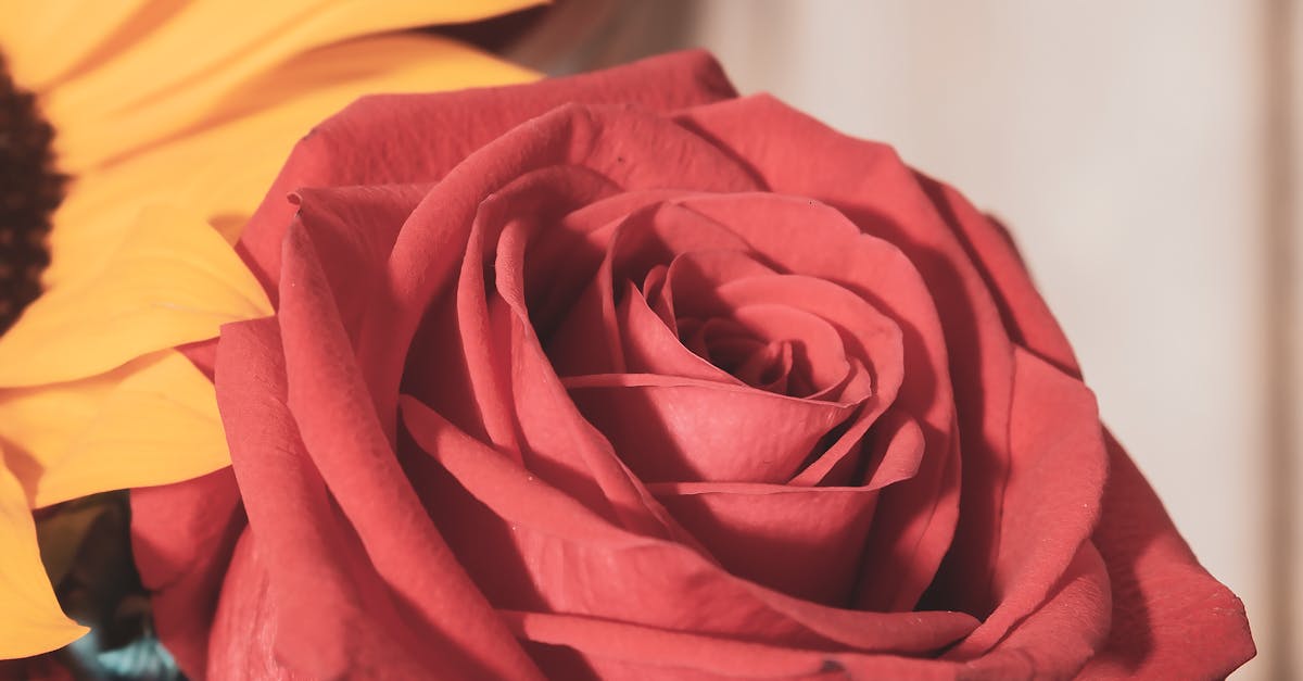 Focalization Techniques for Small Garden Spaces