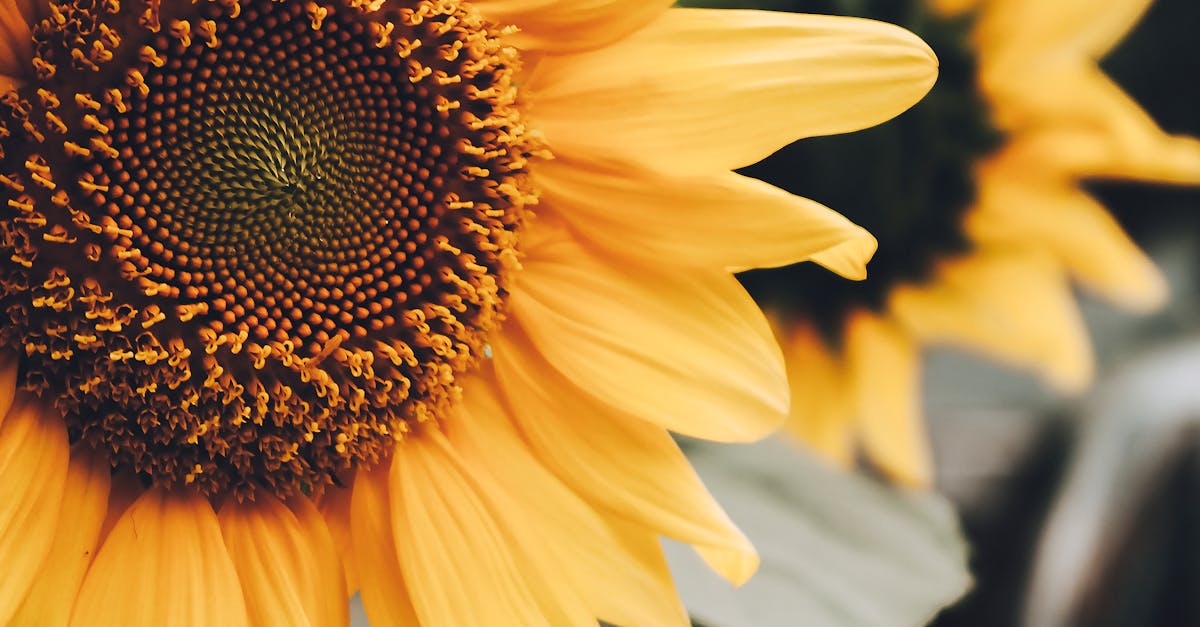 Formal Balance: A Key Element in Garden Composition