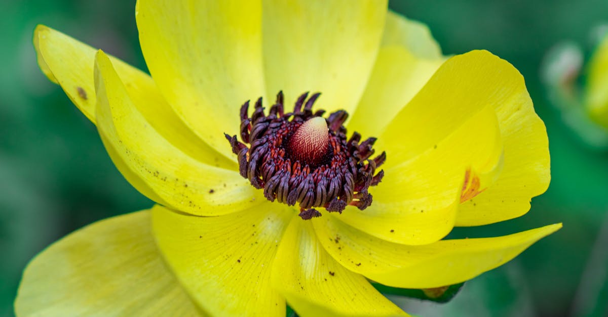 Formal Balance: The Essence of Harmonious Garden Layout