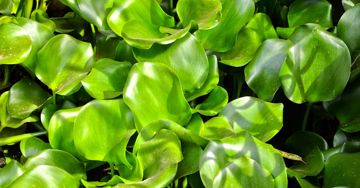 Implementing Naturalistic Flow in Garden Designs