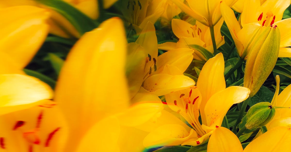 Implementing Radial Balance Techniques in Landscape Gardening