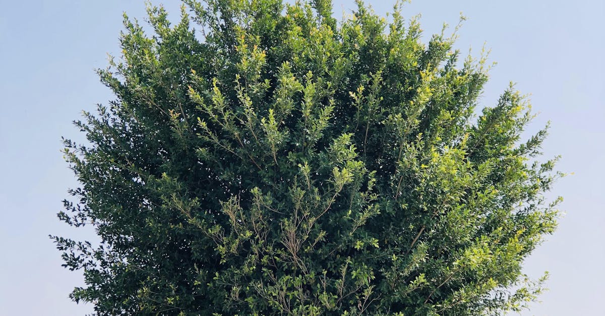 Implementing Rhythmic Structures in Landscape Gardening