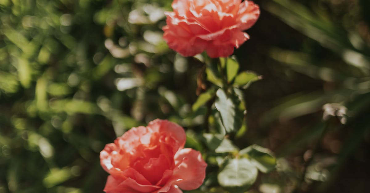 Importance of Smooth Transitions in Landscape Design