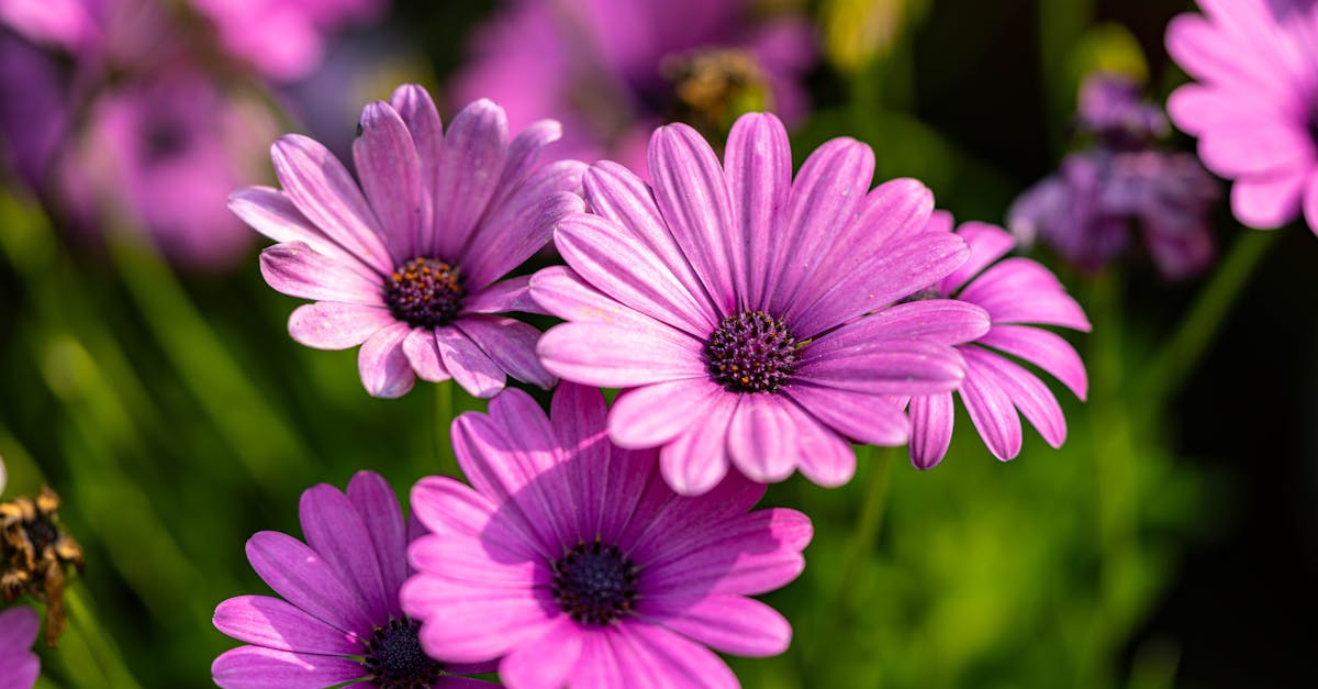 Importance of Smooth Transitions in Landscape Gardening