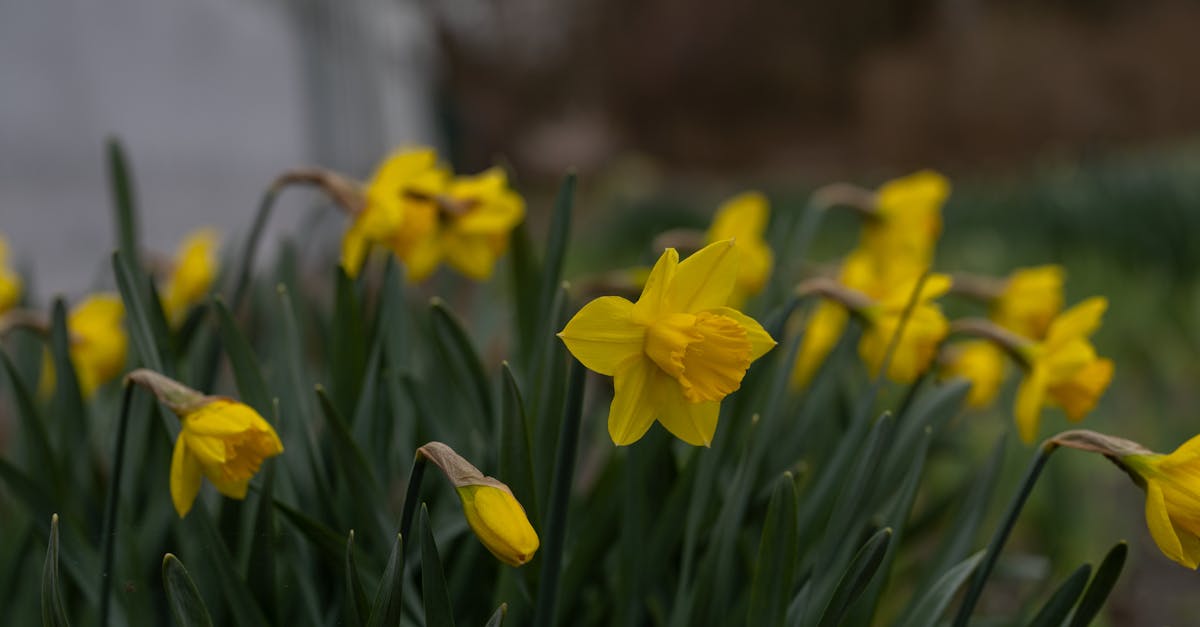 Incorporating Colour Psychology in Garden Planning