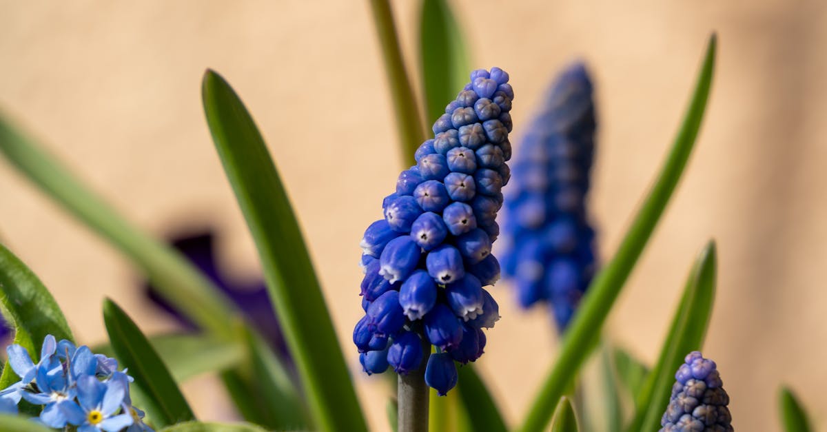 Incorporating Focal Points for Depth and Perspective in Landscaping