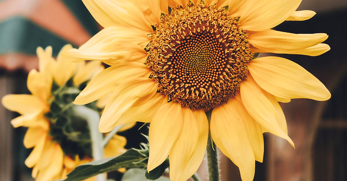 Incorporating Rhythm to Guide the Eye in Garden Layout