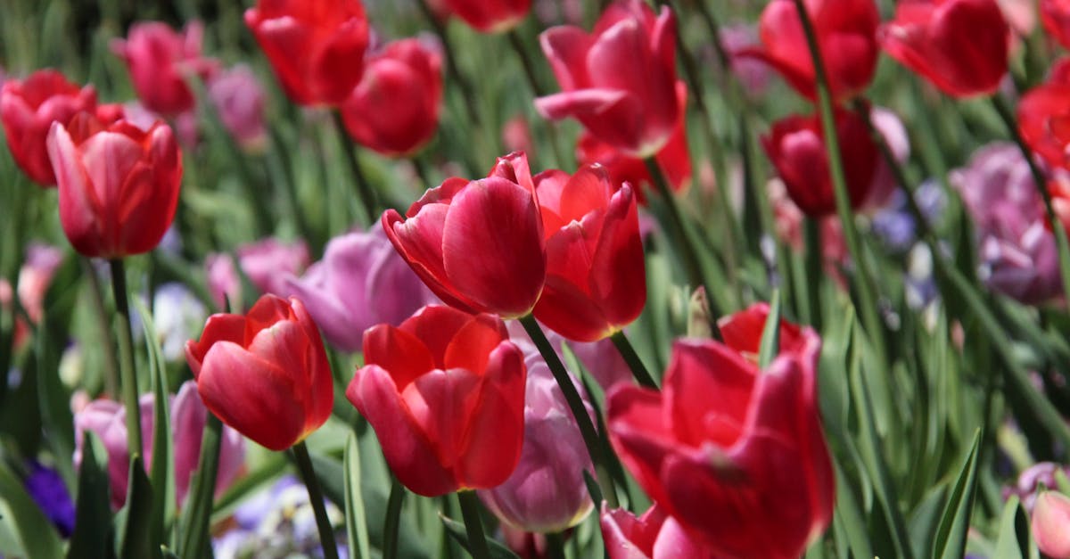 Key Elements of Informal Balance in Garden Design