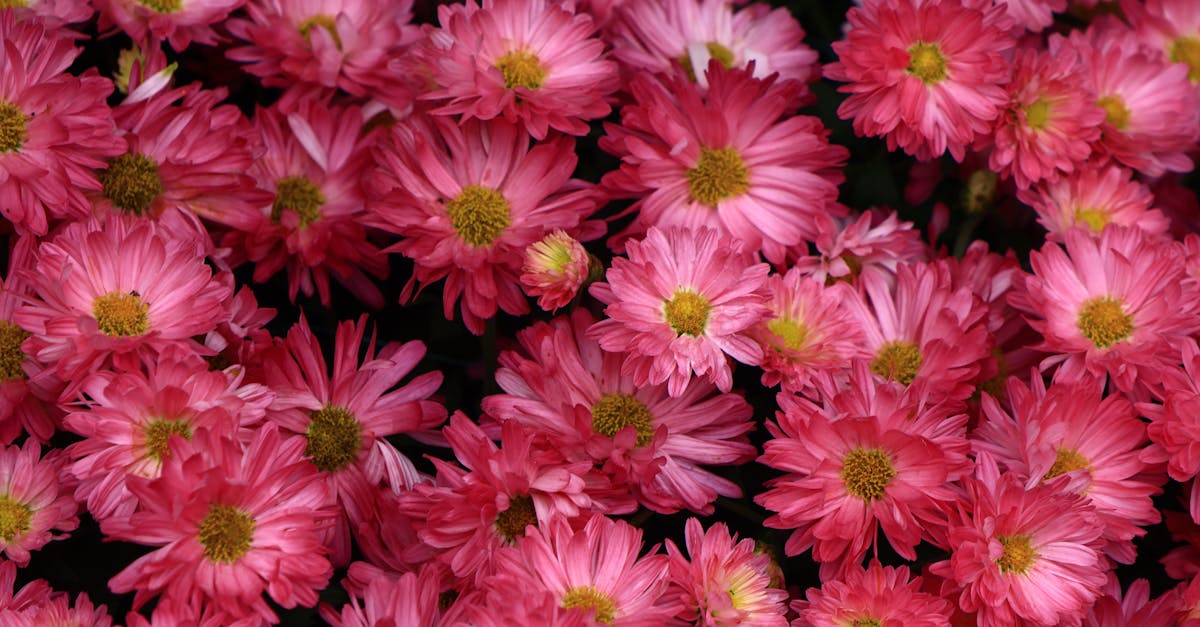 Key Principles of Radial Balance in Garden Design