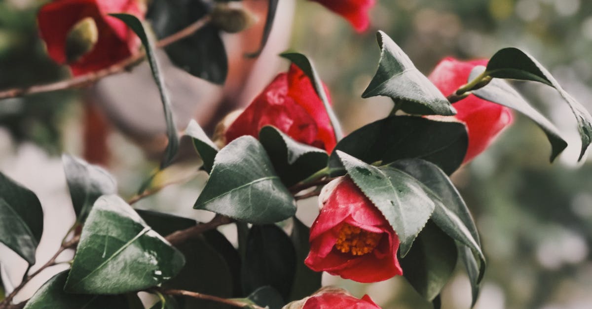 Managing Transitions Between Hard and Soft Landscaping