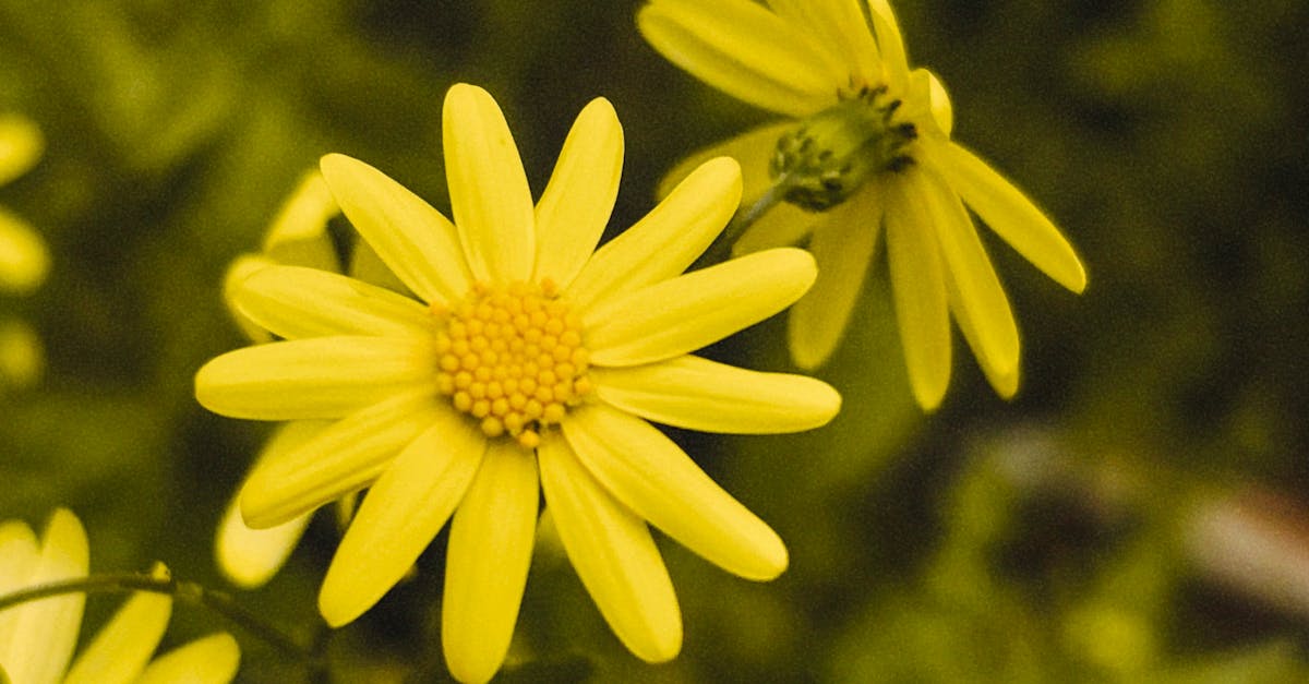 Proportion and Scale: A Guide to Successful Garden Design