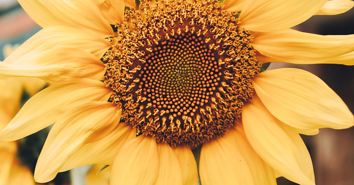 Proportion and Scale: Creating Harmonious Outdoor Spaces