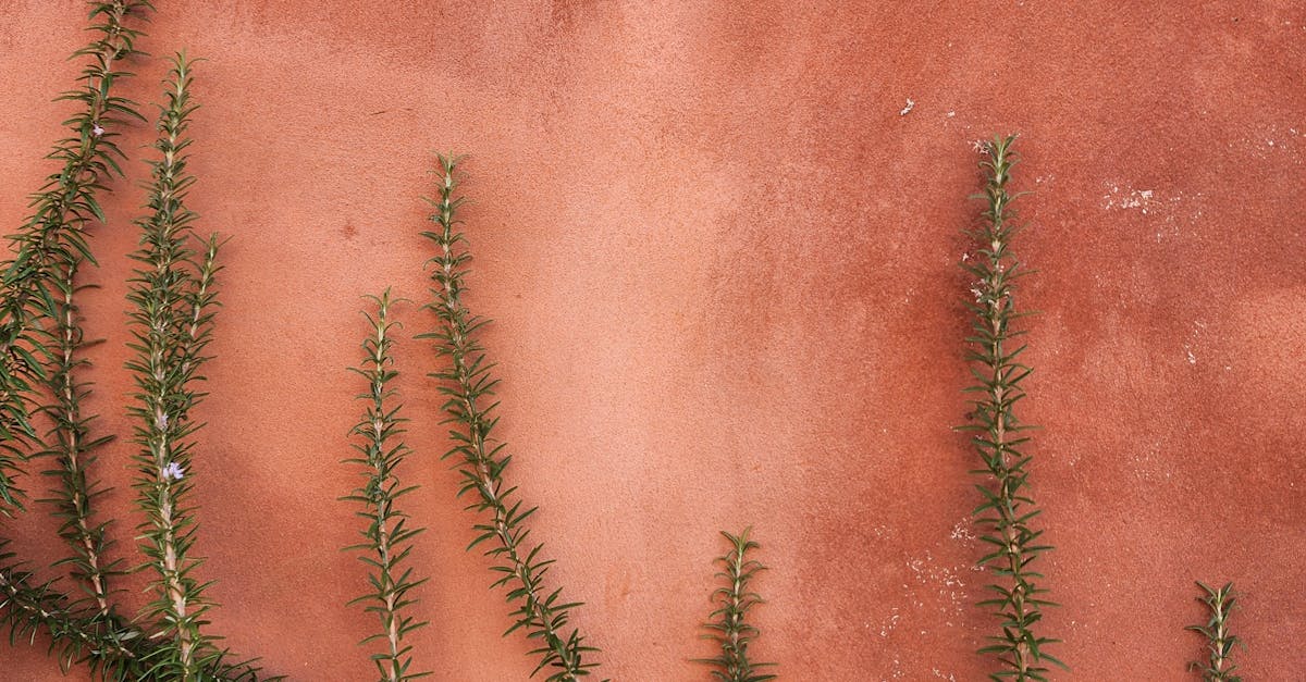 Proportion and Scale: Key Elements in Landscape Architecture