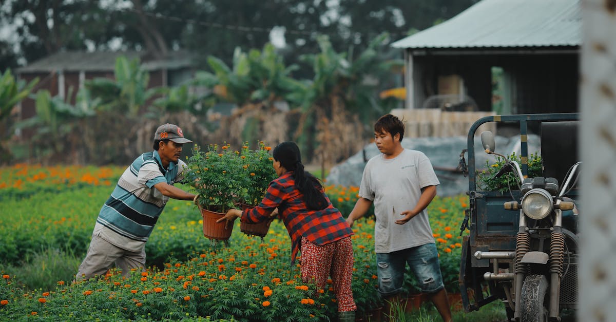 Radial Balance: A Fundamental Aspect of Landscape Design