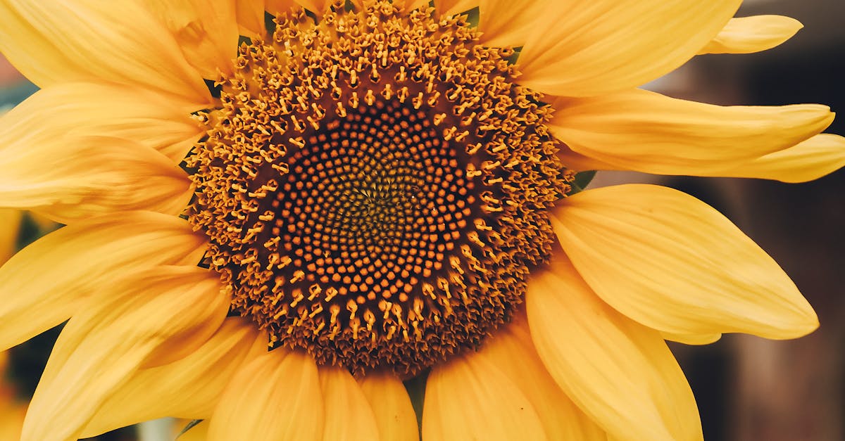 Radial Balance in Landscape Gardening: Design Tips and Tricks