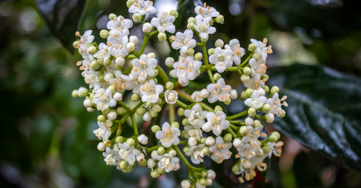 Rhythmic Patterns: Key Elements in Garden Unity