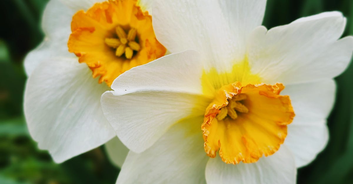 Symmetrical Hardscape Elements in Garden Layouts