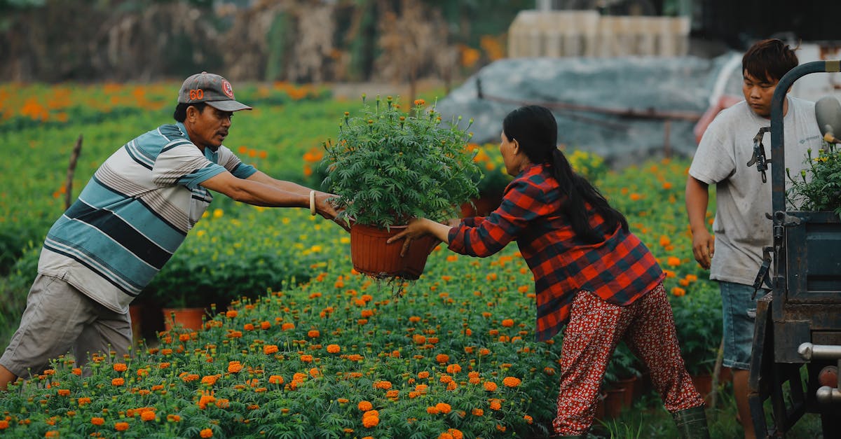 The Art of Asymmetrical Design in Landscape Gardening