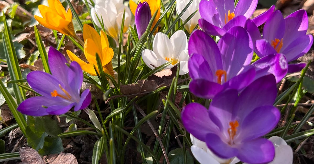 The Art of Repetition: Enhancing Unity in Garden Design