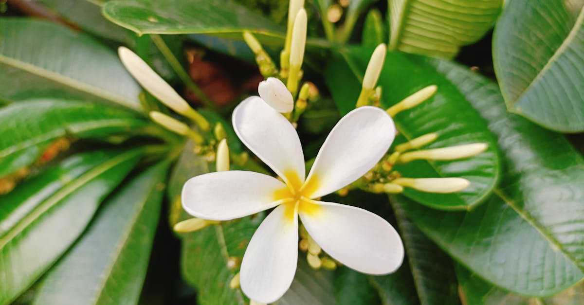 The Role of Focal Points in Directing Attention in Garden Design