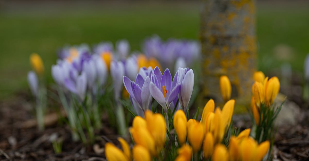 Tips for Achieving Informal Balance in Your Garden