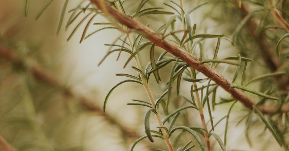 Understanding the Dynamics of Rhythm in Garden Design