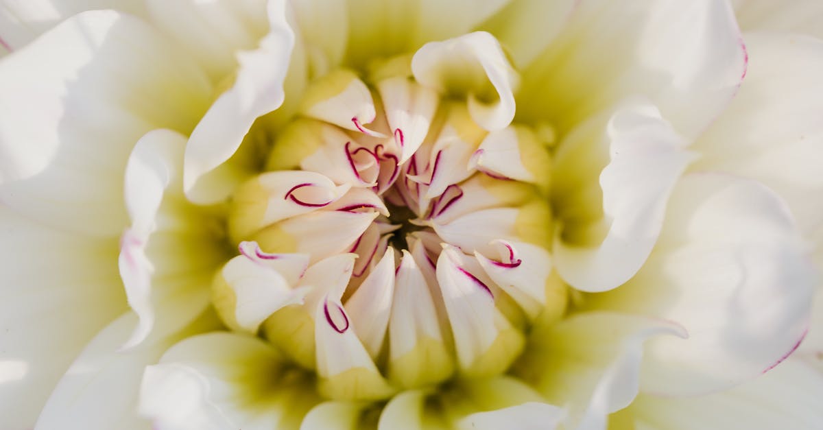 Using Colour and Texture for Informal Balance in Garden Design