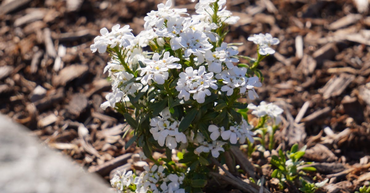 Using Contrast to Emphasize in Landscape Gardening