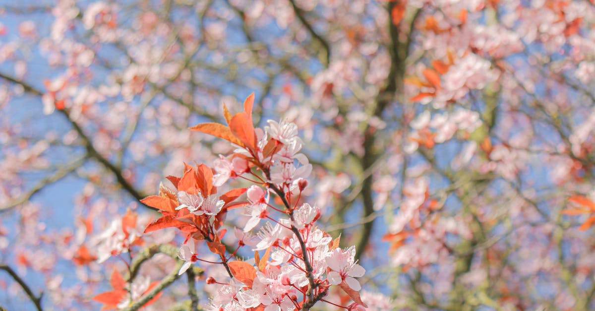 Using Focal Points to Enhance Visual Appeal in Gardens