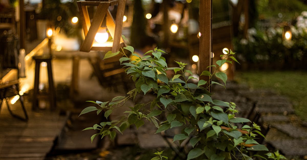 Using Native Plants for a Simplistic Garden