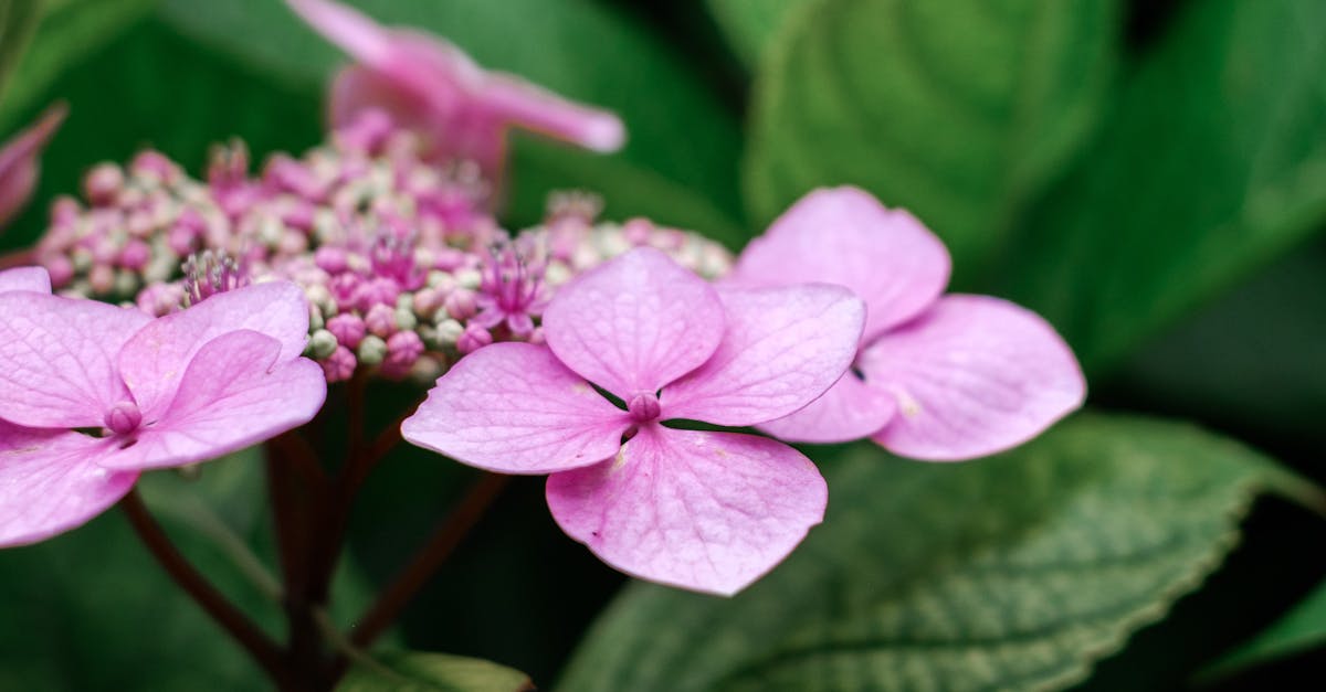 Using Symmetry to Enhance Landscape Aesthetics