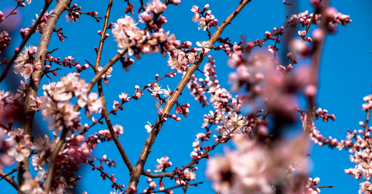 Utilising Repetition to Achieve Visual Harmony