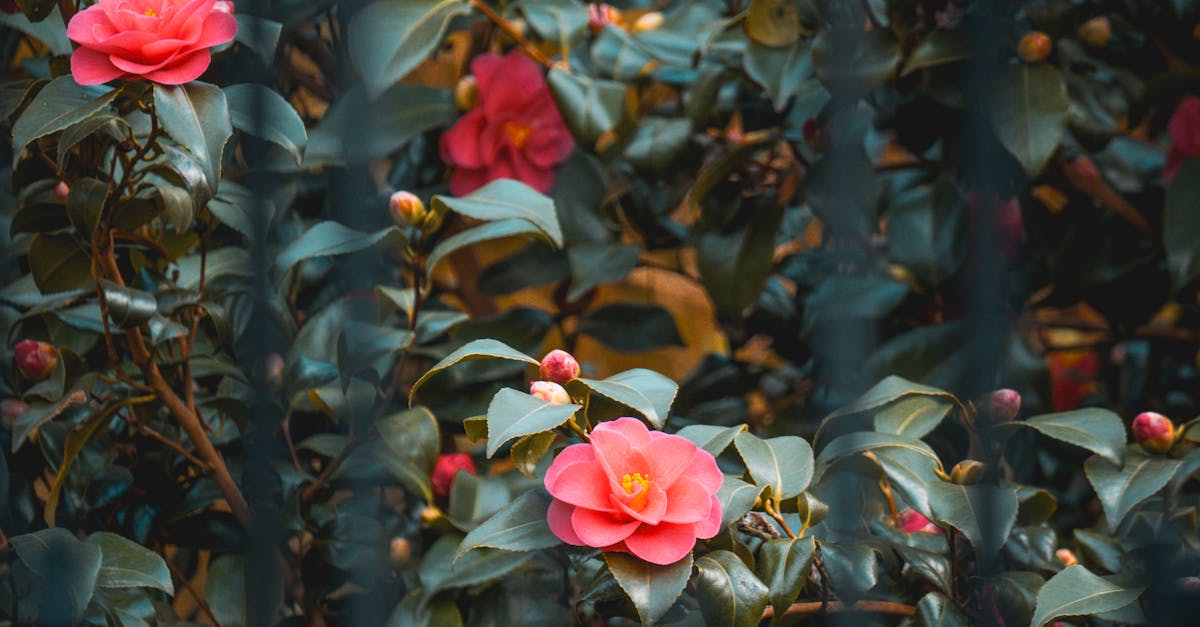 Utilizing Pathways for Smooth Transitions in Landscaping