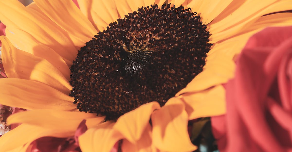 Utilizing Transition Plants for a Cohesive Landscape